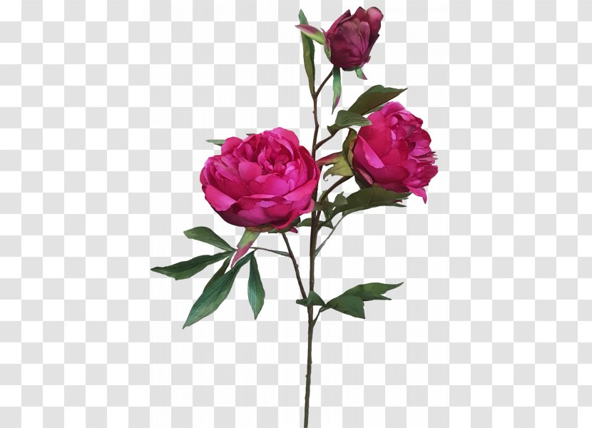 Garden Roses Cabbage Rose Floribunda Cut Flowers - Flower - Subshrubby Peony Transparent PNG
