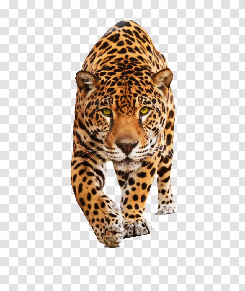 Jaguar Leopard Felidae Wildcat Black Panther - Cat - ANIMAl Transparent PNG