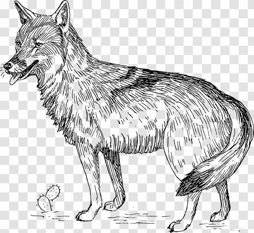 Coyote Animal Illustrations Gray Wolf Clip Art - Drawing Transparent PNG