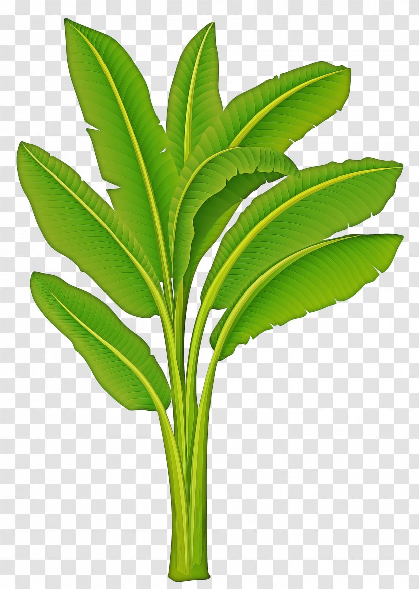 Banana Leaf - Herbaceous Plant - Ginger Family Transparent PNG