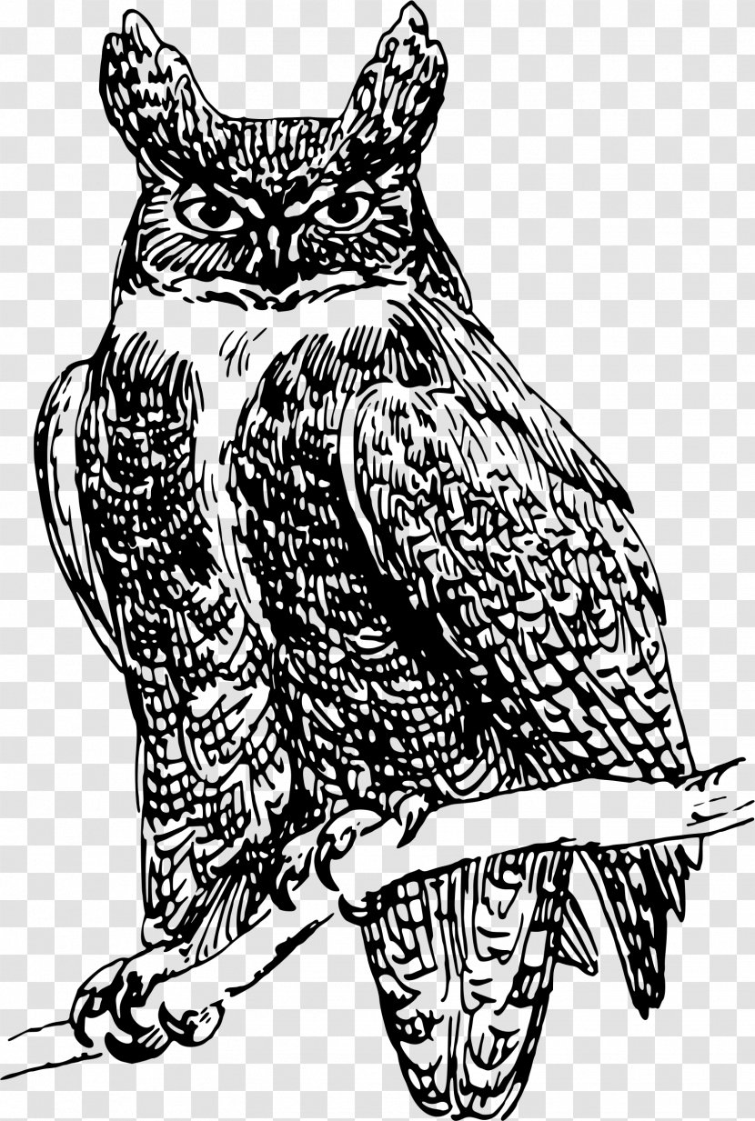 Owl United States Clip Art - Bird Of Prey - Owls Transparent PNG