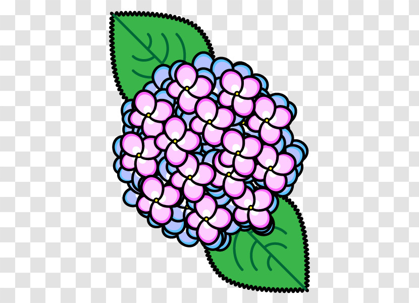 Plant Flower Hydrangea Hydrangeaceae Cornales Transparent PNG