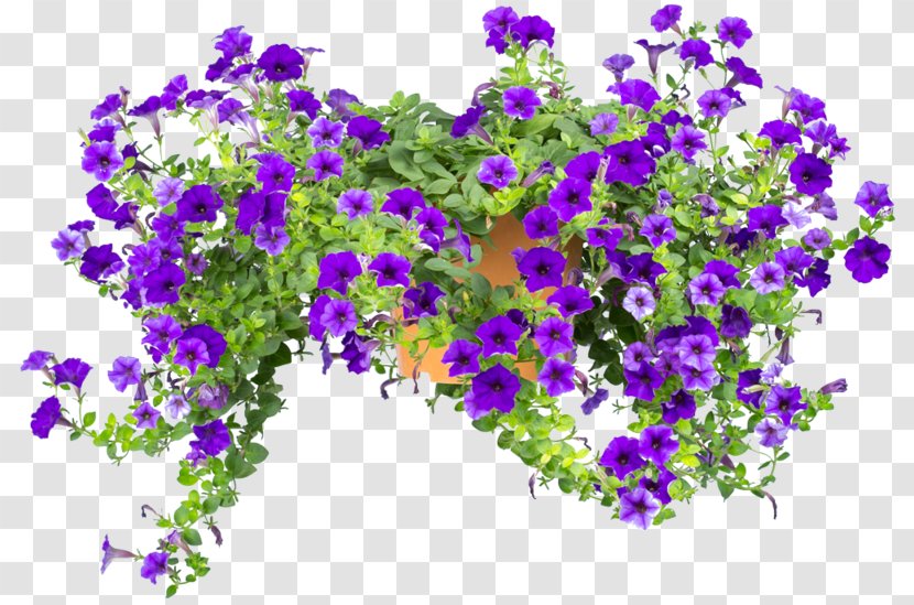 Petunia Floral Design Annual Plant Violet - Lavender Transparent PNG