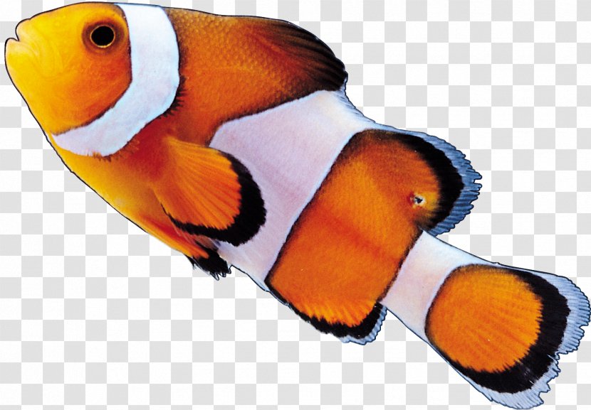 Clownfish - Designer - Fish Transparent PNG