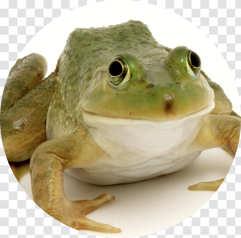 Translation Frog United States English Child - Amphibian Transparent PNG