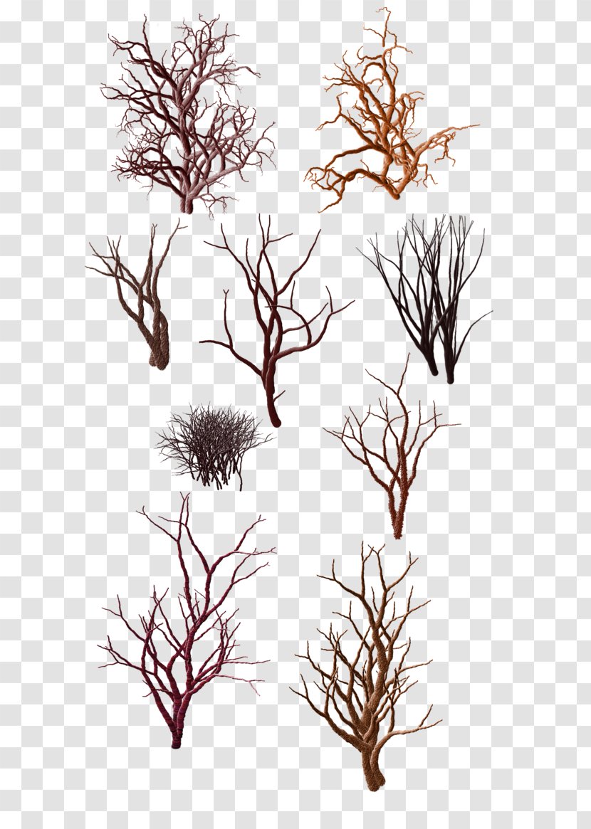Tree Shrub Trunk Snag - Branch - Dead Wood Pattern Transparent PNG