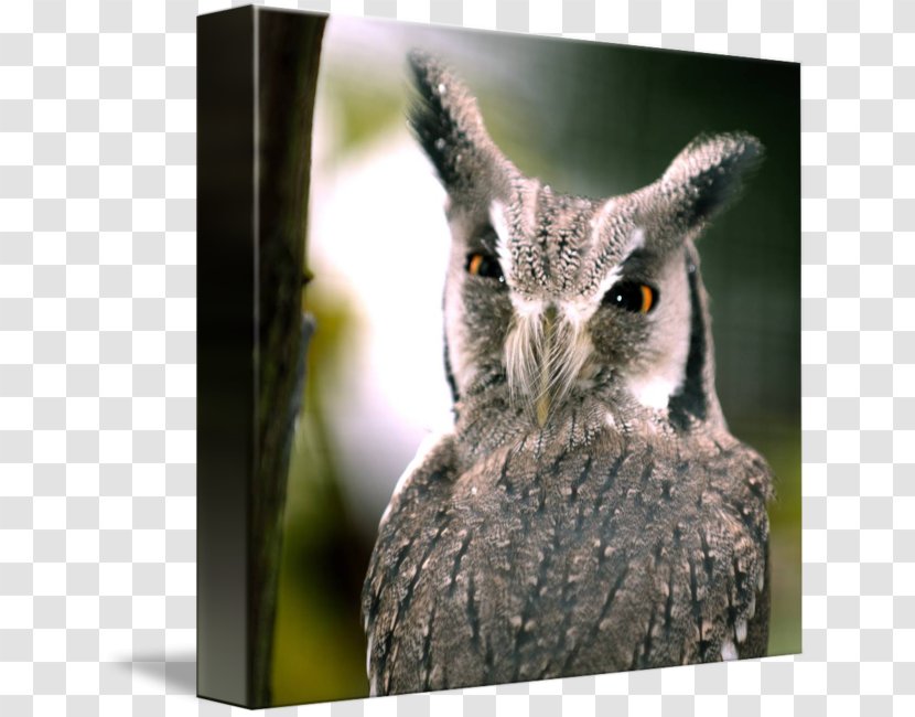 Southern White-faced Owl Northern Bird Eastern Screech Tawny - Scops Transparent PNG