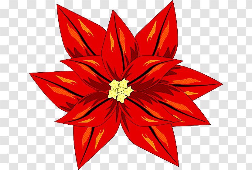 Red Petal Plant Leaf Flower - Poinsettia Transparent PNG