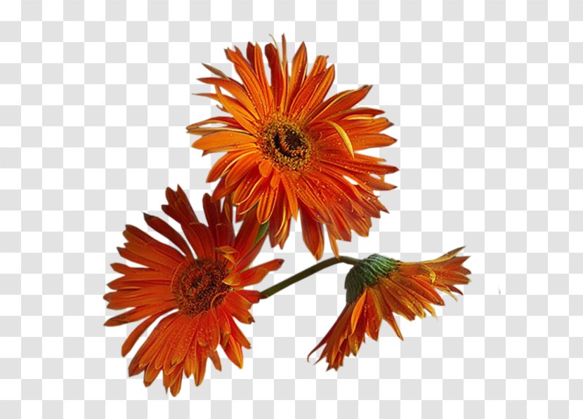 Chamomile Flower - Idea - Colorful Flowers Transparent PNG