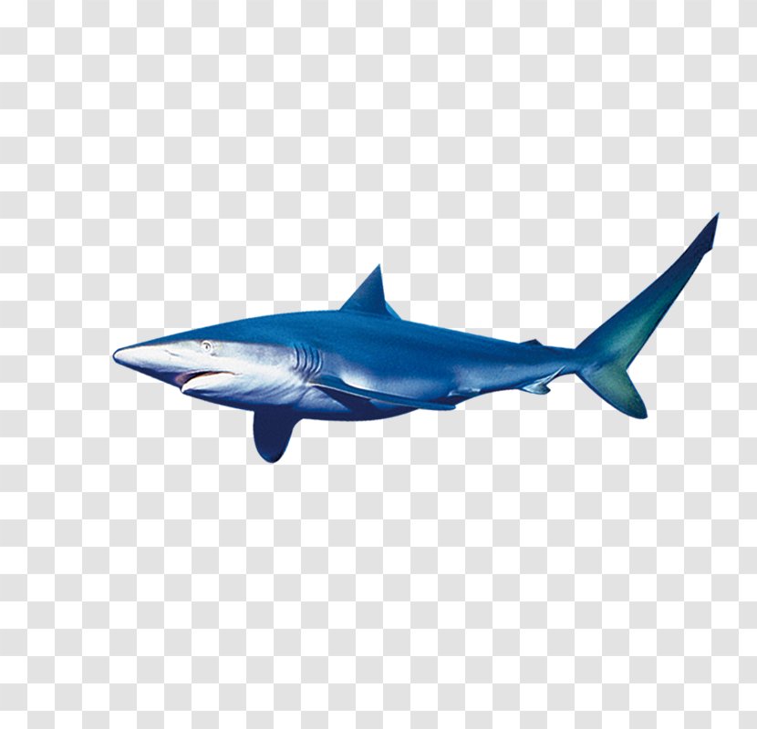 Requiem Shark Marine Biology Download - Blue Transparent PNG