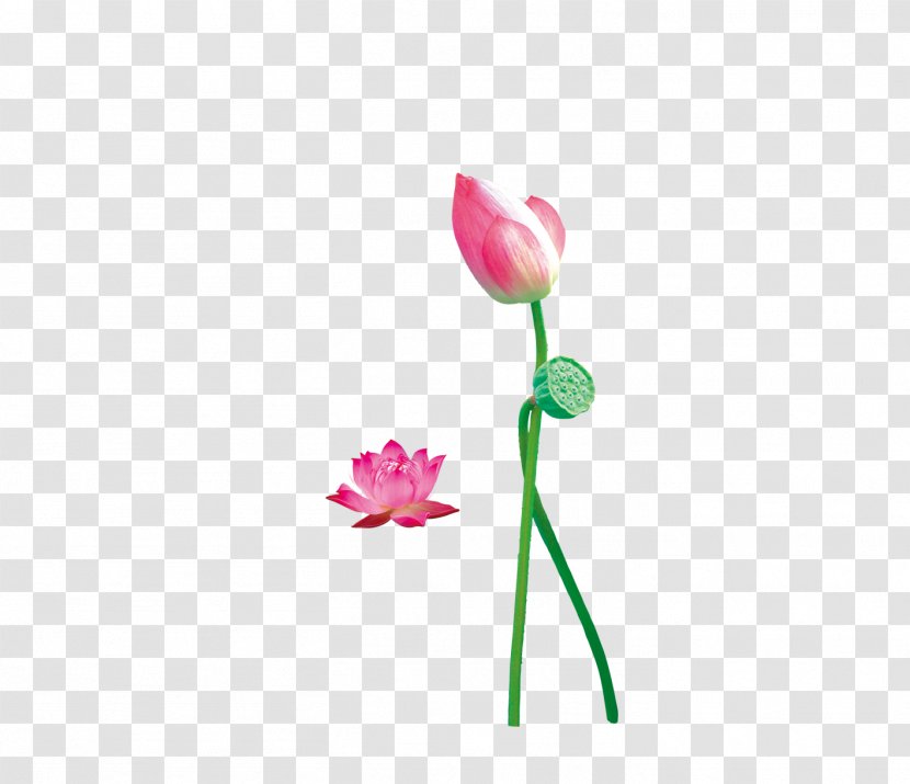 Nelumbo Nucifera Tulip Lotus Seed Flower - Lotus,Lotus Seeds,flower Transparent PNG