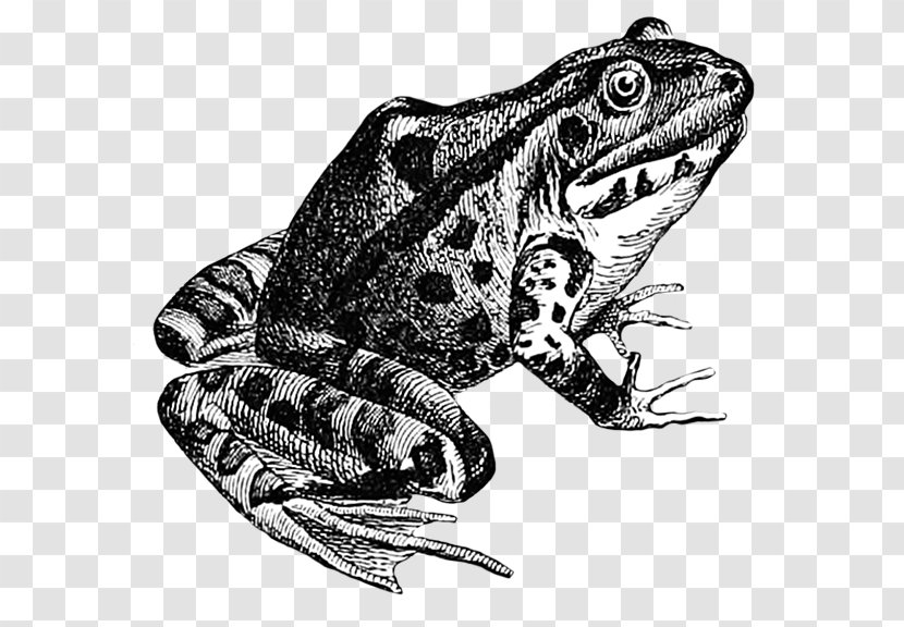 True Frog Toad Drawing Amphibian Transparent PNG