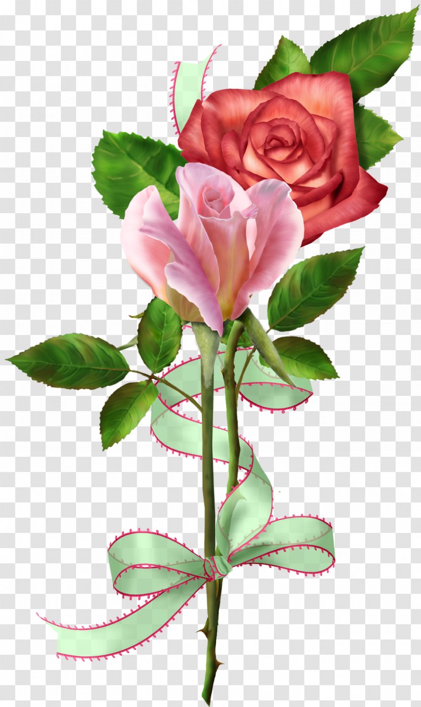 Garden Roses Cabbage Rose Floribunda Cut Flowers Floral Design - Plant Stem - Light-painting Transparent PNG