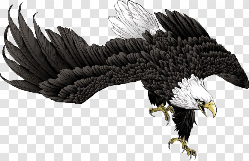 Cartoon Hawk - Bird Of Prey - Eagle Transparent PNG