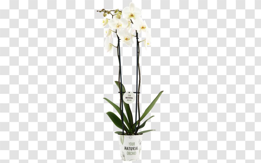 Madonna Lily Cut Flowers Stock Photography Depositphotos - Flower Transparent PNG