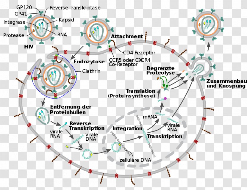 Management Of HIV/AIDS Virus Viral Life Cycle - Replication - C Transparent PNG