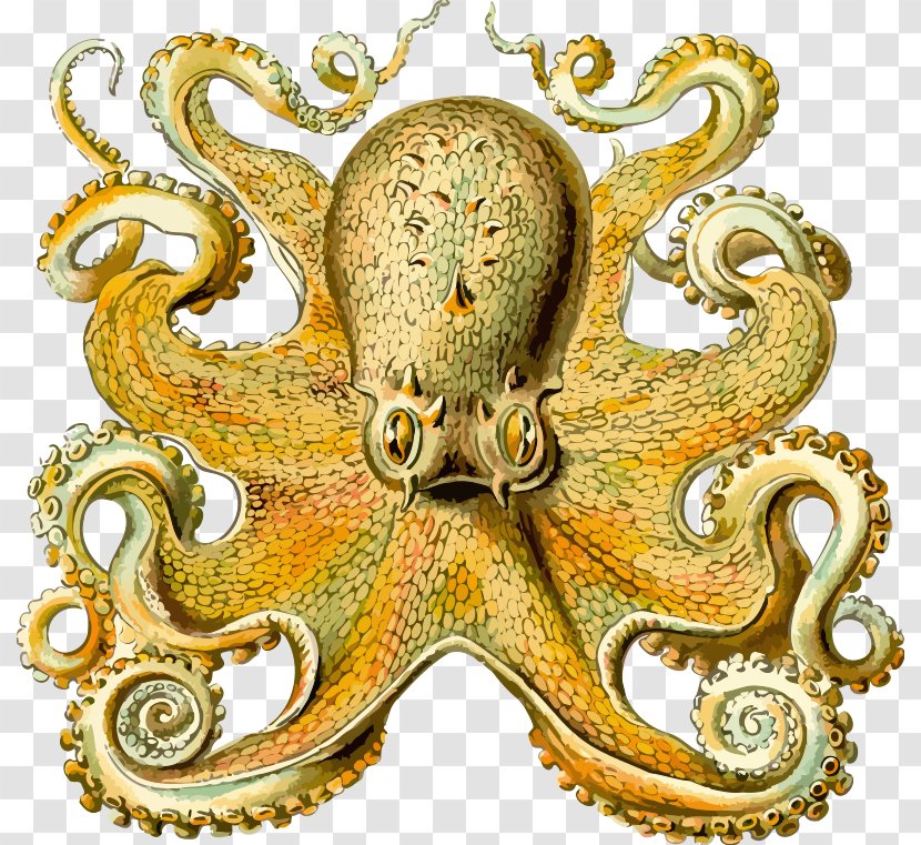 Other Minds: The Octopus And Evolution Of Intelligent Life Origin Consciousness In Breakdown Bicameral Mind Sea Cephalopod - Cuttlefish - Octo Cliparts Transparent PNG