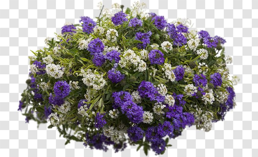 Sweet Alyssum Container Garden Flowerpot - Houseplant - Flower Transparent PNG