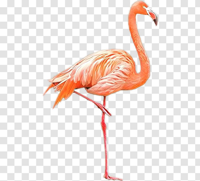 Bird American Flamingo Greater Plastic - Organism - Phoenicopterus Transparent PNG