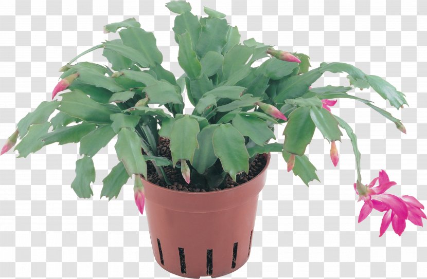 Plant Flowerpot Clip Art - Gazania Transparent PNG