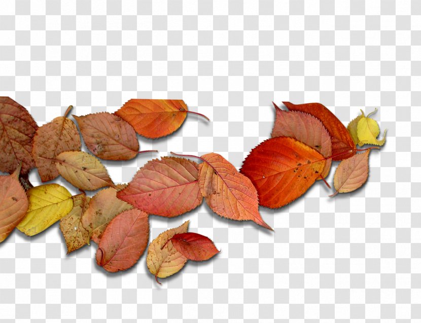 Deciduous Leaf Autumn Leaves Transparent PNG