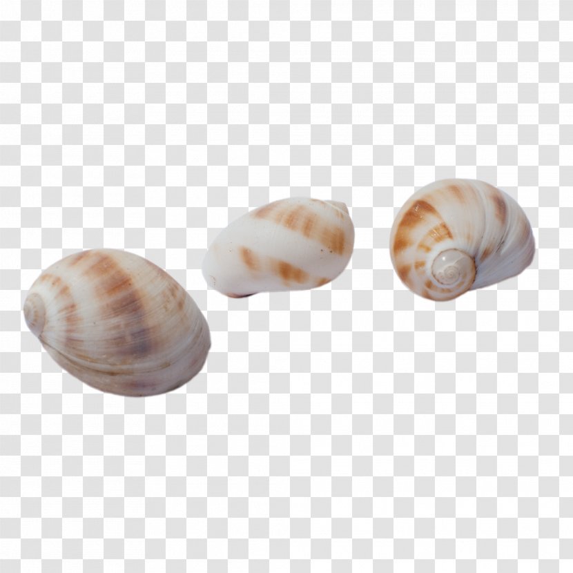 Sea Snail Brown Seashell - Conchology - Spots Conch Transparent PNG