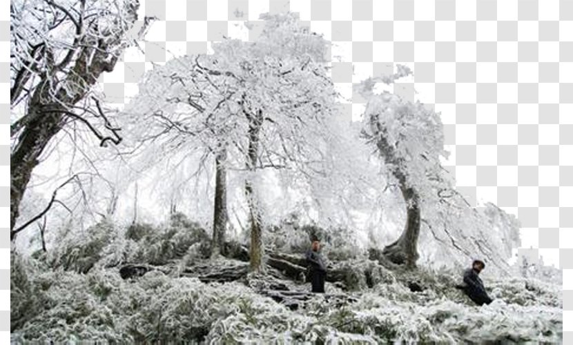 Daxueshanzhen Branch Maolin District Winter - Google Images - Snow Tree Transparent PNG