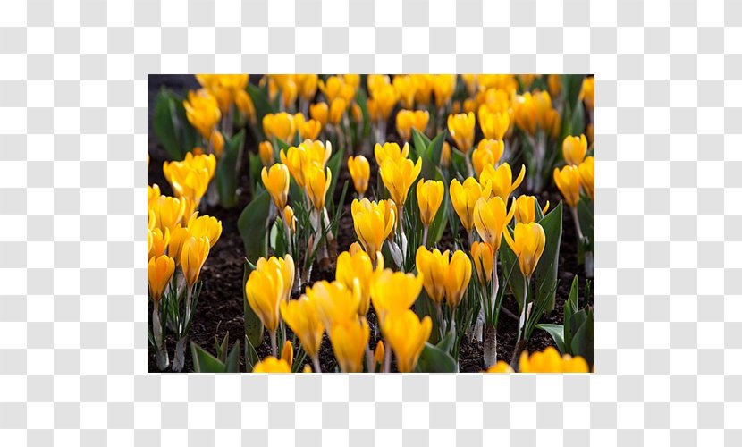 Flowering Plant Tulip Petal - Crocus Transparent PNG