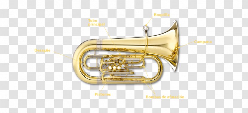 Saxhorn Euphonium Tuba Brass Instruments Musical - Flower Transparent PNG