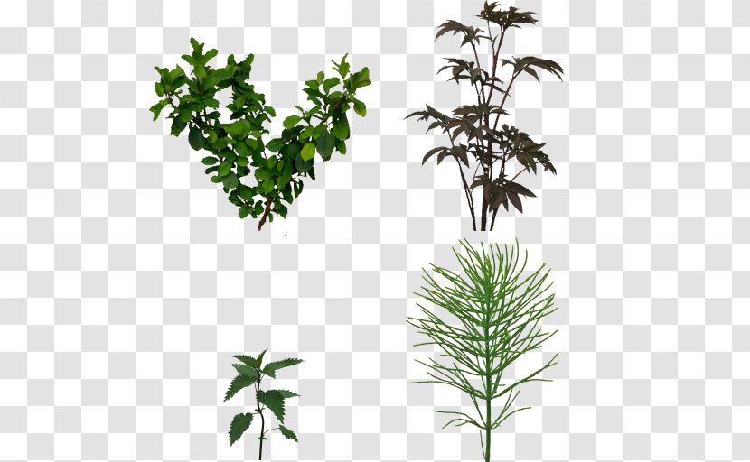 Twig Plant Stem Shrub Leaf Herb Transparent PNG