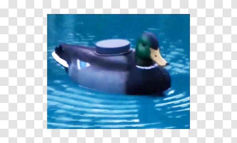 Mallard Duck Water Beak Leisure - Bird Transparent PNG