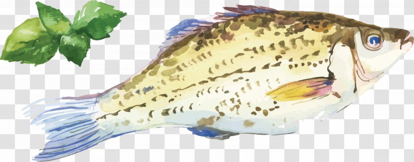 Oyster Fish Watercolor Painting Seafood - Fauna - Grass Carp Gouache Vector Pattern Transparent PNG