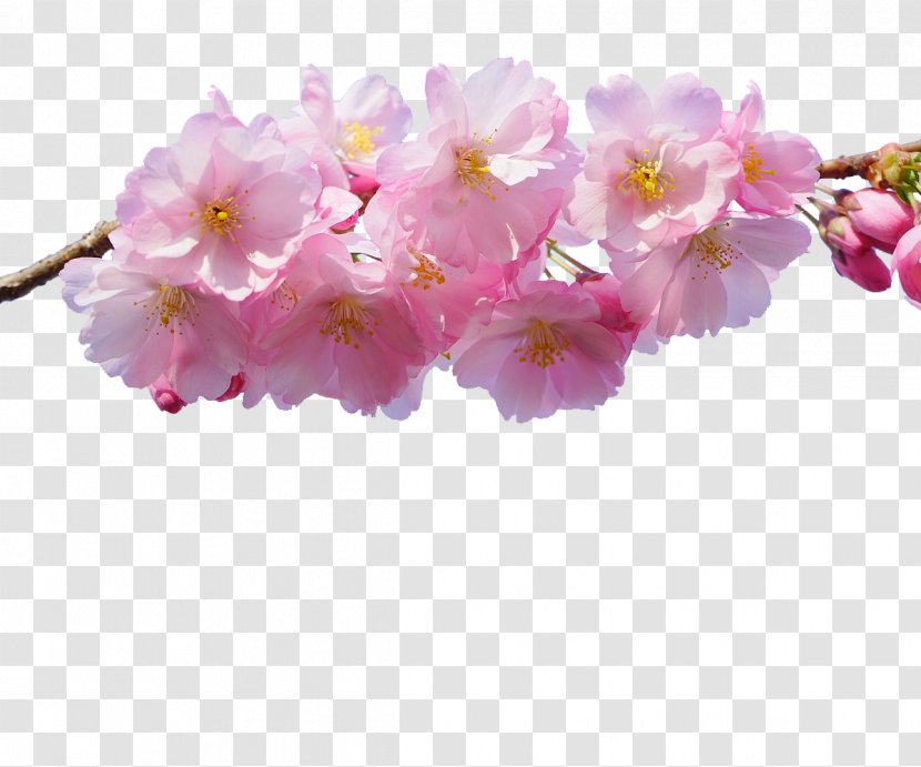 Japan National Cherry Blossom Festival Flower - Poster - Japanese Transparent PNG