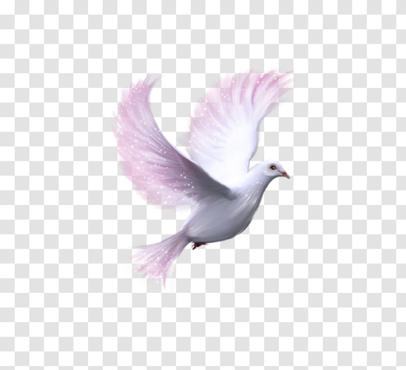 Columbidae Download Clip Art - Photography - Symbol Of Peace Transparent PNG