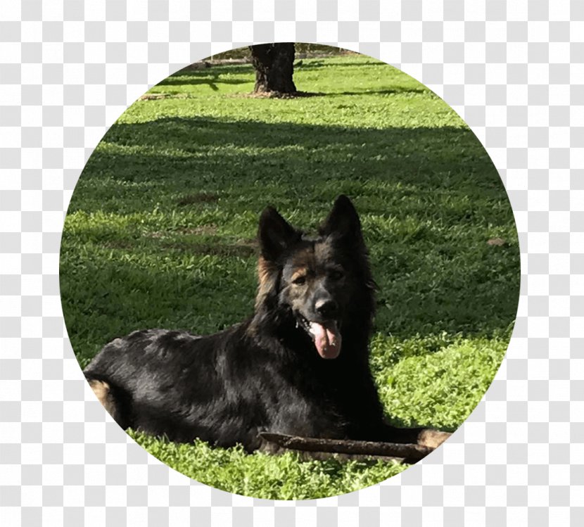 German Shepherd King Shiloh Dog Obedience Training Breed Transparent PNG
