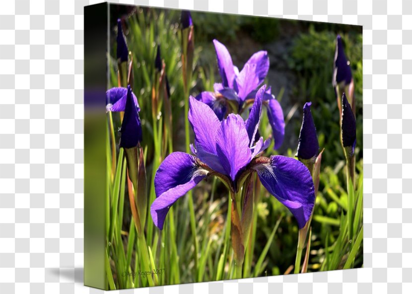 Northern Blue Flag Wildflower Irises - Flower - Iris Watercolor Transparent PNG