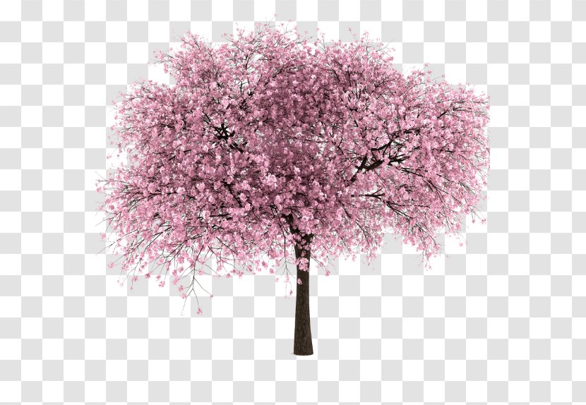Cherry Blossom - Branch - Pink Transparent PNG