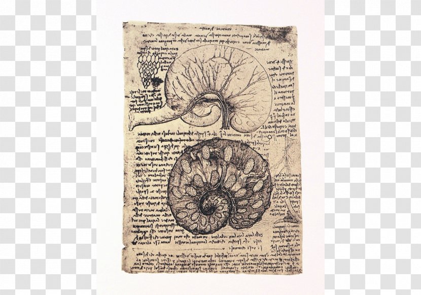 Drawing Of The Uterus A Pregnant Cow Human Anatomy Pavia Dissection - Doctorate - Da Vinci Transparent PNG