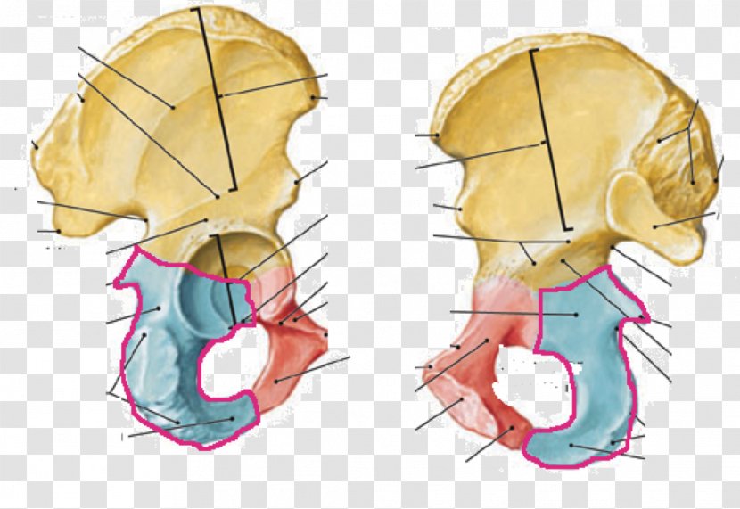 Ischium Hip Bone Pubis Pelvis Anatomy - Frame - Silhouette Transparent PNG