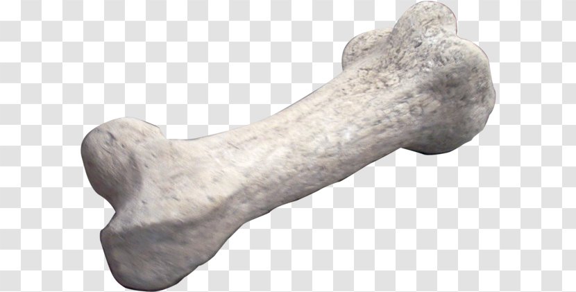 Apatosaurus Dinosaur Bones Fossil Transparent PNG