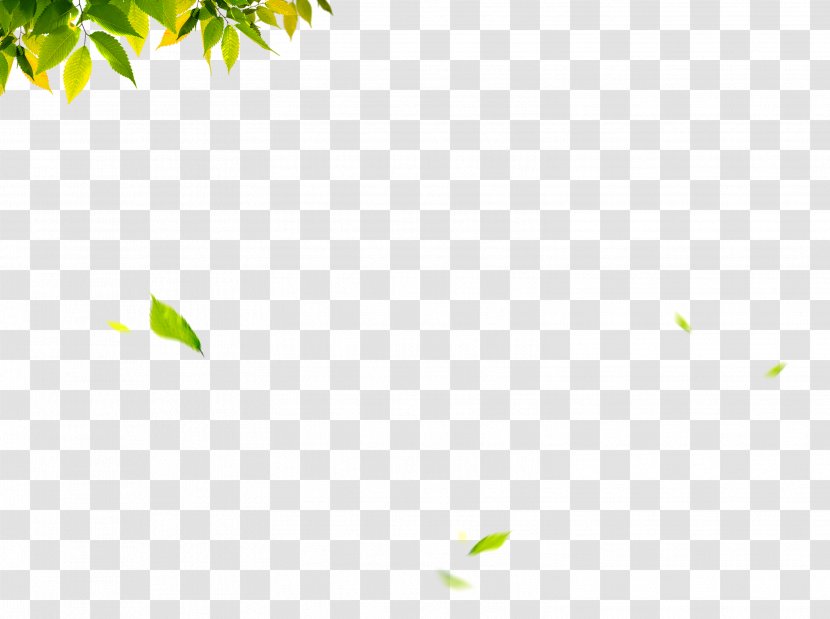 Leaf Green - Tree - Leaves Transparent PNG