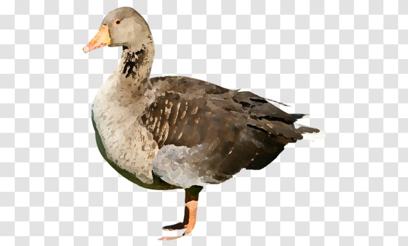 Mallard Duck Goose American Pekin Transparent PNG