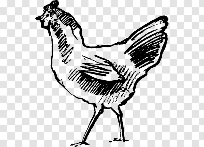Chicken Line Art - Drawing - Rubber Stamp Transparent PNG