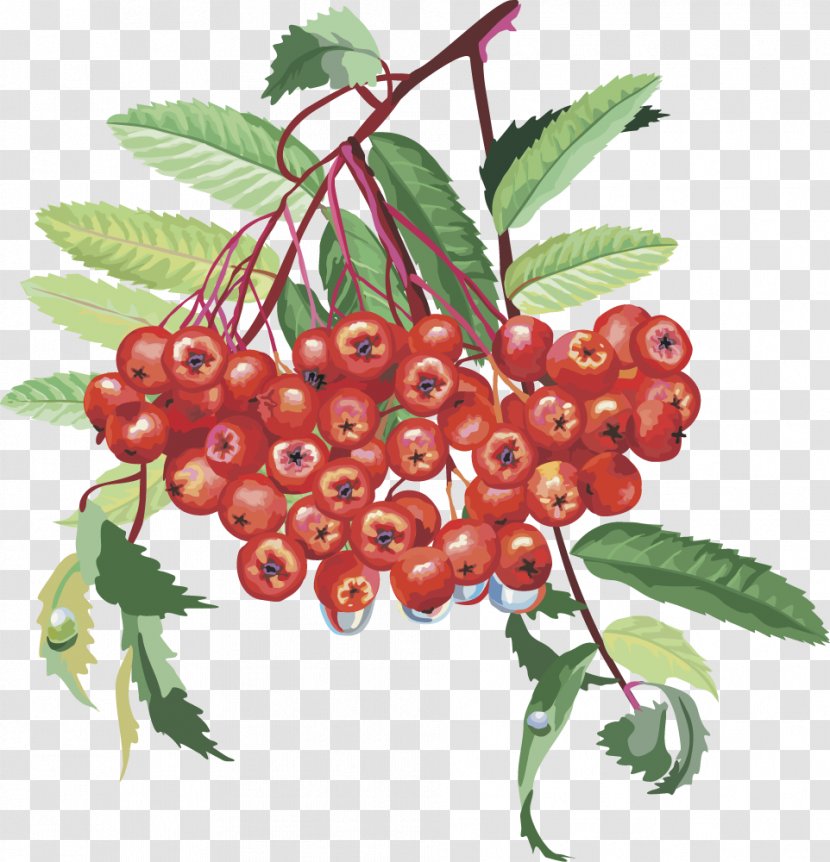 Sorbus Aucuparia Rosaceae Rowan Nalewka Tree - Chokeberry - Vector Lantern Fruit Cherry Fruits Transparent PNG