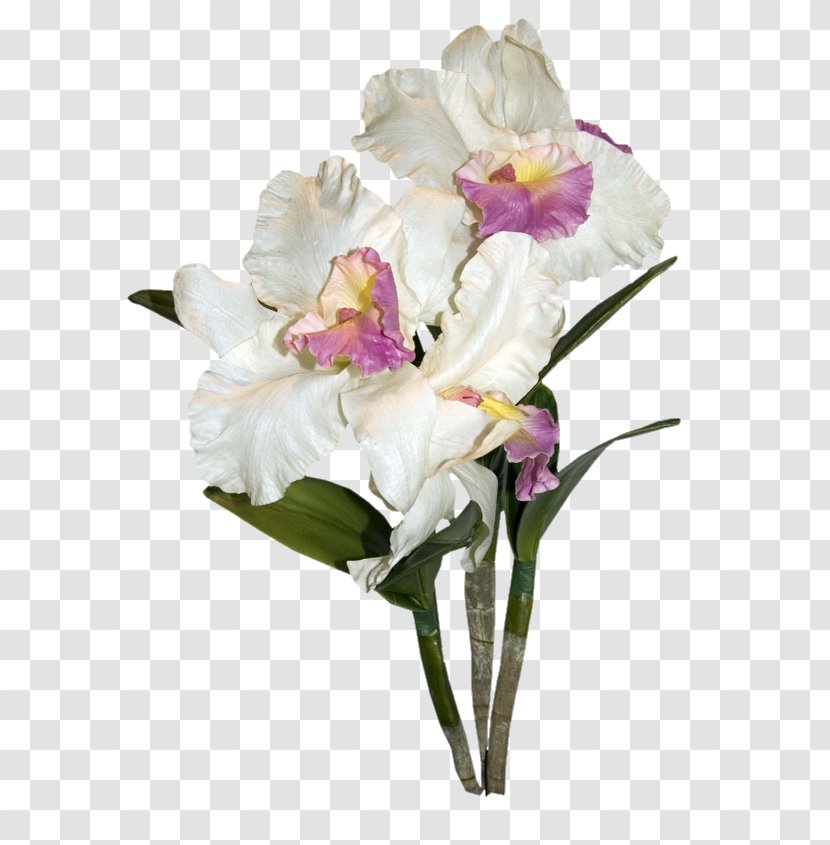 White Cut Flowers Orchids - Plant Stem - Flower Transparent PNG