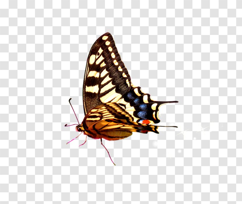 Butterfly - Moth - Transparency And Translucency Transparent PNG