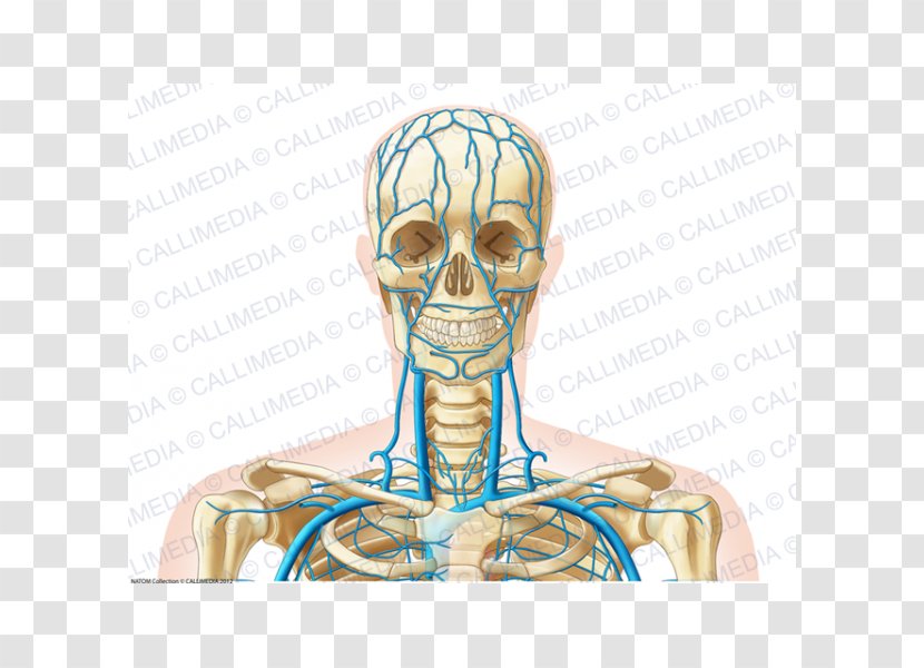 Ear Bone Human Anatomy Head Skeleton - Silhouette Transparent PNG