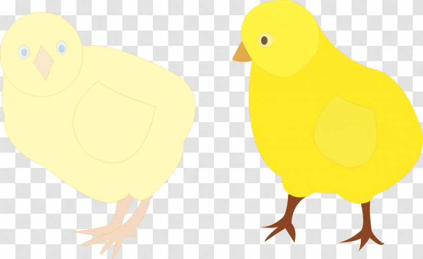 Chicken Bird Clip Art - Beak - Chick Transparent PNG