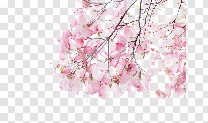 Watercolor Painting Illustration - Pink - Cherry Blossoms Transparent PNG