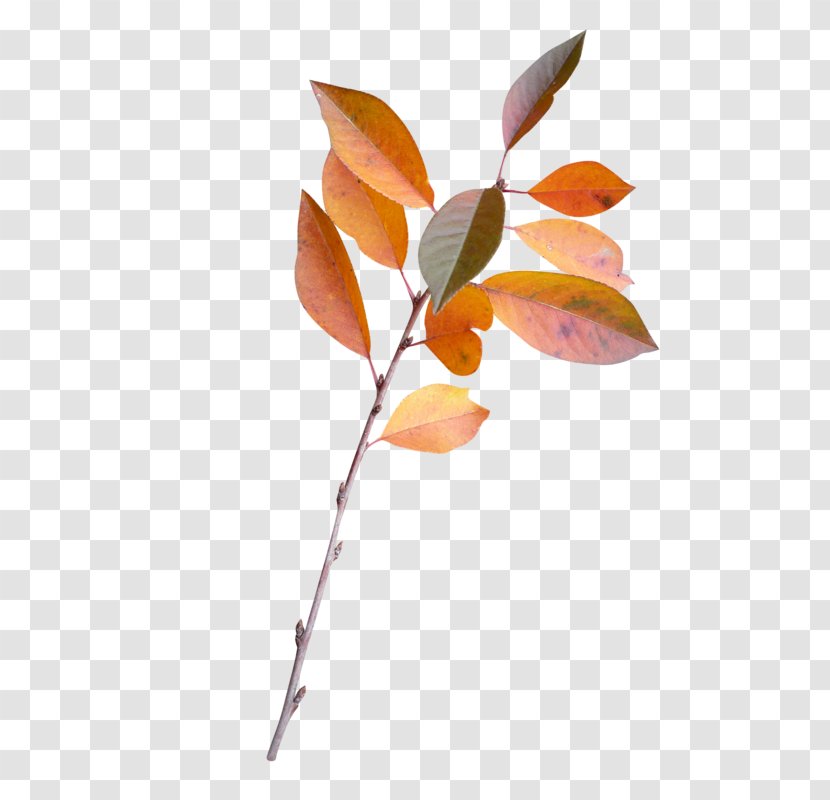 Twig Leaf Plant Stem Branch Petal Transparent PNG